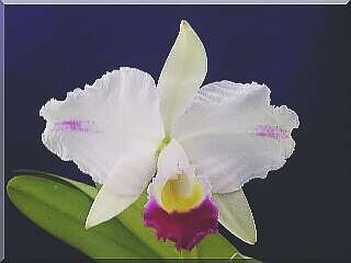 ORCHIDEES DU FENOUILLEDES