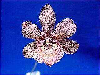 ORCHIDEES DU FENOUILLEDES