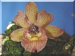 ORCHIDEES DU FENOUILLEDES