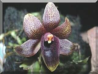 ORCHIDEES DU FENOUILLEDES