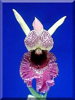 ORCHIDEES DU FENOUILLEDES