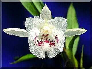 ORCHIDEES DU FENOUILLEDES