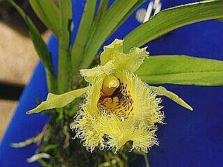 ORCHIDEES DU FENOUILLEDES