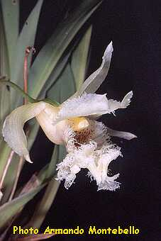 ORCHIDEES DU FENOUILLEDES
