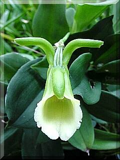 ORCHIDEES DU FENOUILLEDES