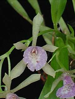 ORCHIDEES DU FENOUILLEDES