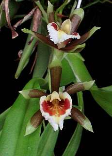 ORCHIDEES DU FENOUILLEDES