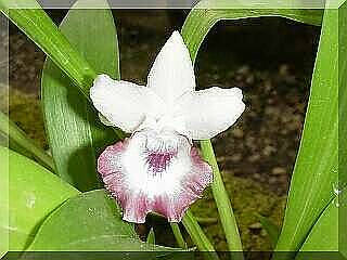 ORCHIDEES DU FENOUILLEDES