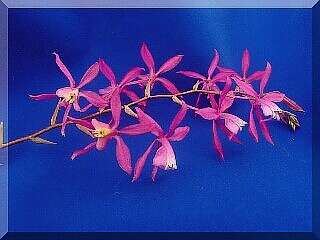 ORCHIDEES DU FENOUILLEDES