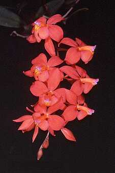 ORCHIDEES DU FENOUILLEDES