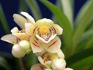 ORCHIDEES DU FENOUILLEDES