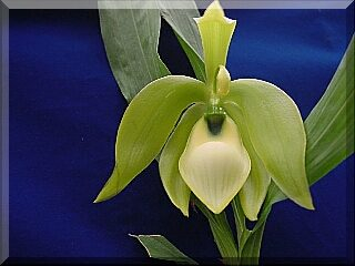 ORCHIDEES DU FENOUILLEDES