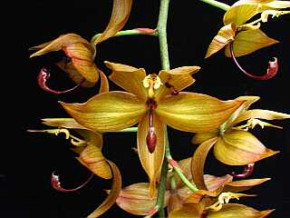 ORCHIDEES DU FENOUILLEDES