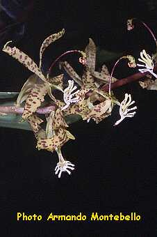 ORCHIDEES DU FENOUILLEDES