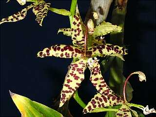 ORCHIDEES DU FENOUILLEDES