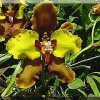 ORCHIDEES DU FENOUILLEDES