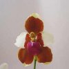 ORCHIDEES DU FENOUILLEDES