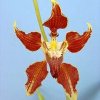 ORCHIDEES DU FENOUILLEDES