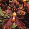 ORCHIDEES DU FENOUILLEDES