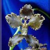 ORCHIDEES DU FENOUILLEDES