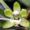 ORCHIDEES DU FENOUILLEDES