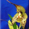 ORCHIDEES DU FENOUILLEDES