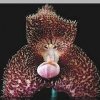 ORCHIDEES DU FENOUILLEDES