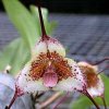 ORCHIDEES DU FENOUILLEDES