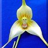 ORCHIDEES DU FENOUILLEDES