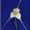 ORCHIDEES DU FENOUILLEDES
