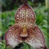 ORCHIDEES DU FENOUILLEDES