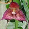 ORCHIDEES DU FENOUILLEDES