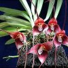 ORCHIDEES DU FENOUILLEDES