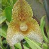 ORCHIDEES DU FENOUILLEDES