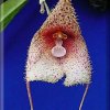 ORCHIDEES DU FENOUILLEDES