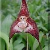 ORCHIDEES DU FENOUILLEDES