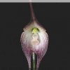 ORCHIDEES DU FENOUILLEDES