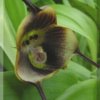 ORCHIDEES DU FENOUILLEDES