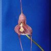 ORCHIDEES DU FENOUILLEDES