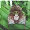ORCHIDEES DU FENOUILLEDES