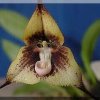 ORCHIDEES DU FENOUILLEDES