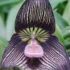 ORCHIDEES DU FENOUILLEDES
