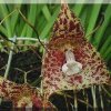 ORCHIDEES DU FENOUILLEDES