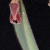 ORCHIDEES DU FENOUILLEDES