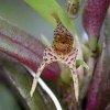 ORCHIDEES DU FENOUILLEDES