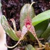 ORCHIDEES DU FENOUILLEDES