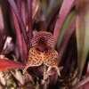 ORCHIDEES DU FENOUILLEDES