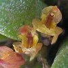 ORCHIDEES DU FENOUILLEDES