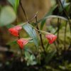 ORCHIDEES DU FENOUILLEDES