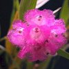 ORCHIDEES DU FENOUILLEDES